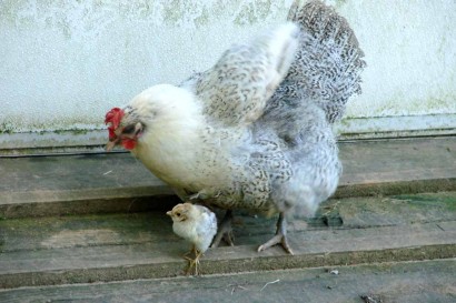 Peepers and Chick on ramp.
