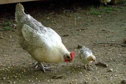 Peepers and Repeep