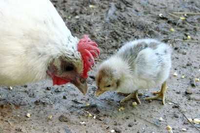 Hen and Chick pecking at corn.