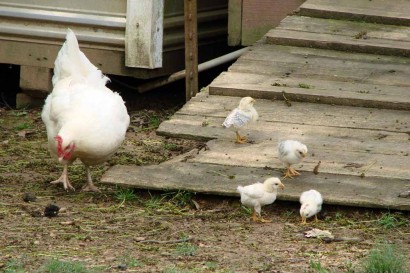 Hen with 4 chicks.