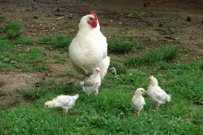 Hen and 4 chicks in grass.