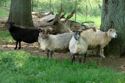 Four Shetland Sheep Ewes Four Shetland Sheep Ewes