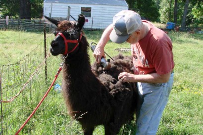 The Farmer shearing our lady llama, Keira. The Farmer shearing our lady llama, Keira.