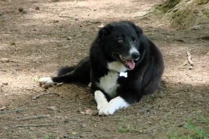 Toby, our American Farm Collie