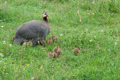12 keets gathered around Mama Guinea.