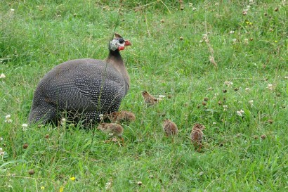More than half the keets are under Mama Guinea.