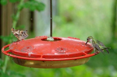 Hummingbird and butterfly sharing a meal at the feeder.