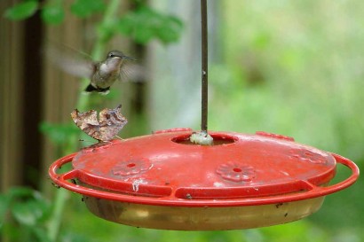 Hummingbird looking at butterfly on feeder.