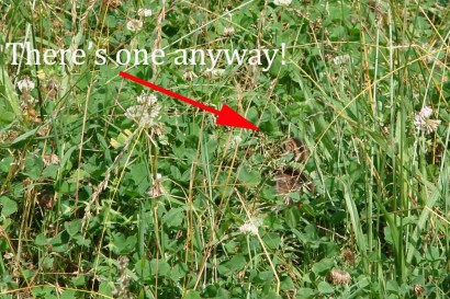 Keets hiding in grass.