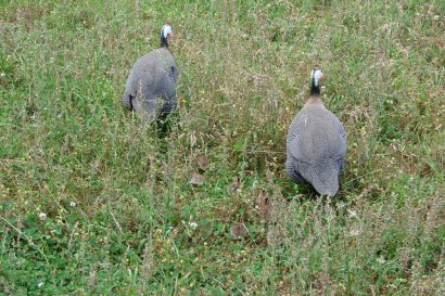 Baby keets with Mama Guineas.