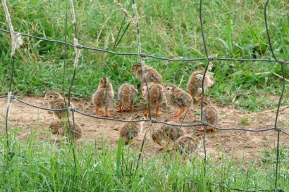 A Dozen Keets (baby guineas).