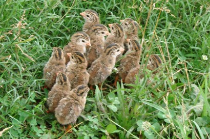 A bunch of guinea keets.