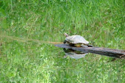 Turtle in Pond Turtle in Pond