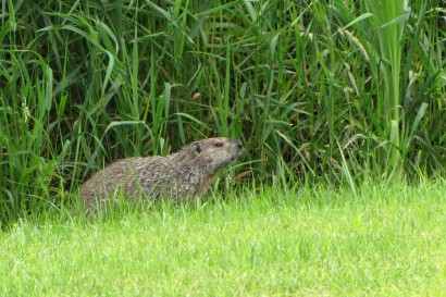 Groundhog