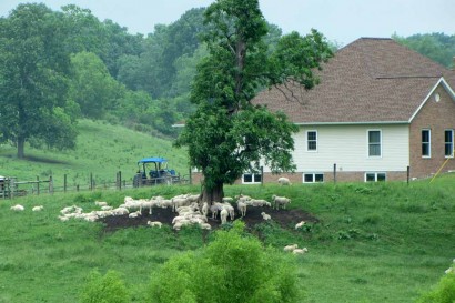 Sheep