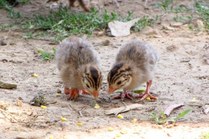 Two Little Guinea Keets
