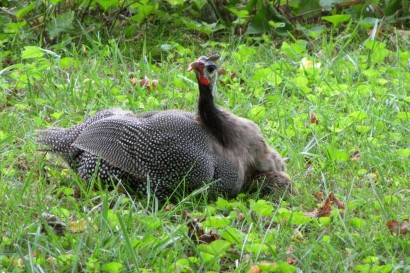 Guinea with keets crawling under her.