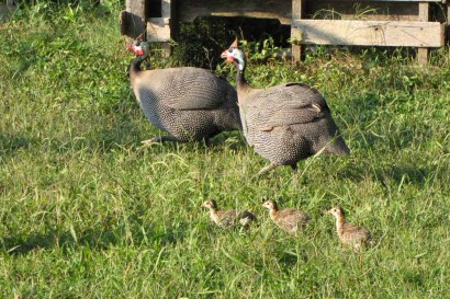Guineas with 3 keets.