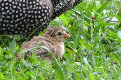 Guinea Keet