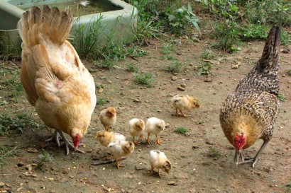 Buff Orpington hen with seven chicks.