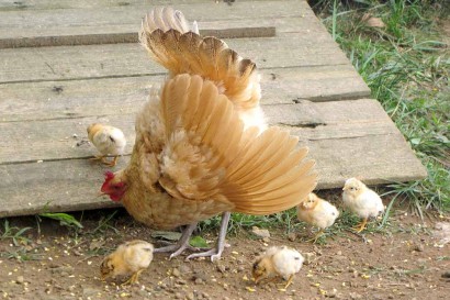 Buff Orpington with feathers fluffed out protecting chicks.