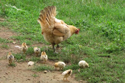Buff Orpington hen with seven chicks.