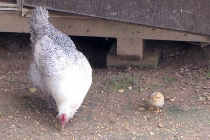 Peepers and her chick.