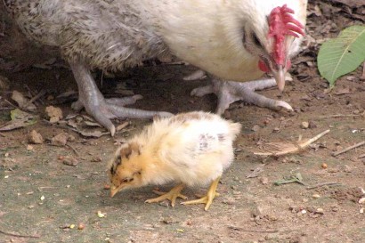 Chick pecking at grain.