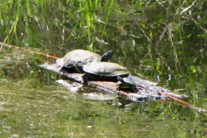3 Turtles Sunning Themselves On A Log
