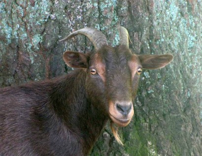 Cinnamon the Goat Cinnamon the Goat