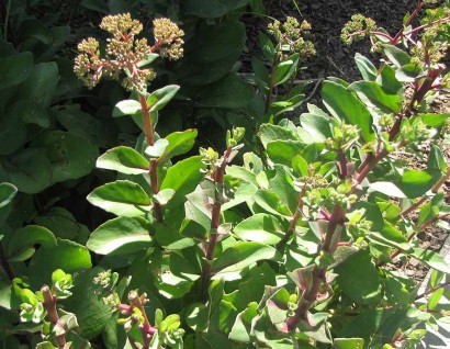 Sedum Matrona blooms chewed off. Sedum Matrona blooms chewed off.