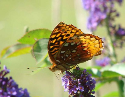 Buddleiadavidii 'Empire Blue' and butterfly