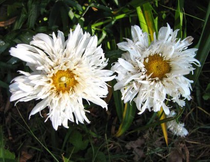 Fringed Shasta Daisy (Leucanthemum x superbum 'Aglaia')