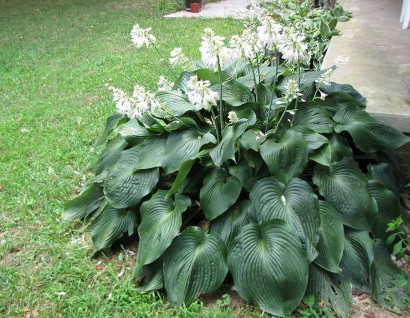 Hosta Blue Angel