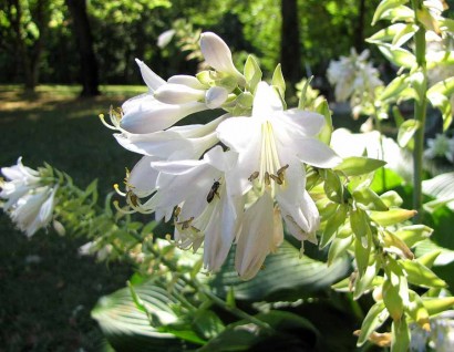 Hosta Blue Angel blooms