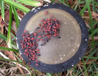 Box Elder bugs on top of solar light.