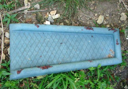 Box Elder Bugs on splashblock.
