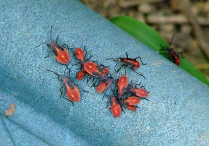 Box Elder Bugs