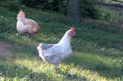 Chicken Without Tail Feathers