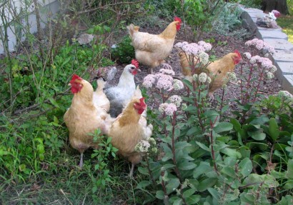 Chickens in rosebed (www.ruralramblings.com)