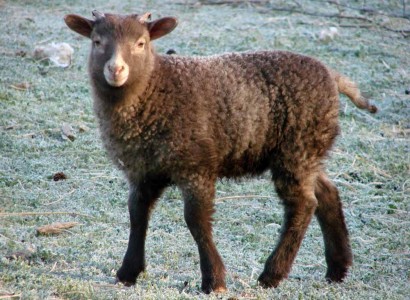 Afra, Shetland ram lamb