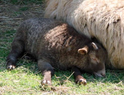 Afra sleeping beside Rowan (Shetland Sheep on RuralRamblings.com)