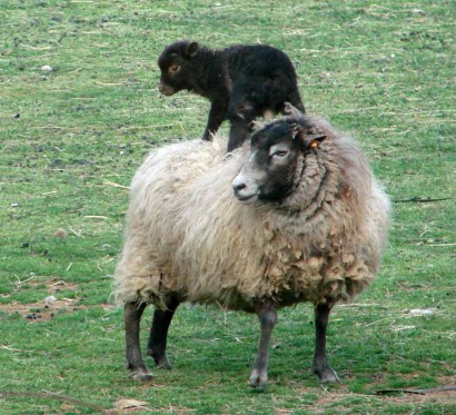 Rowan, Shetland ewe, with lamb on back. (RuralRamblings.com)