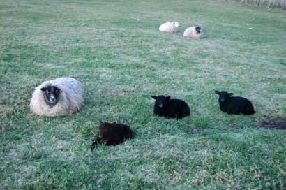 Rowan, the Shetland ewe, with 3 lambs.