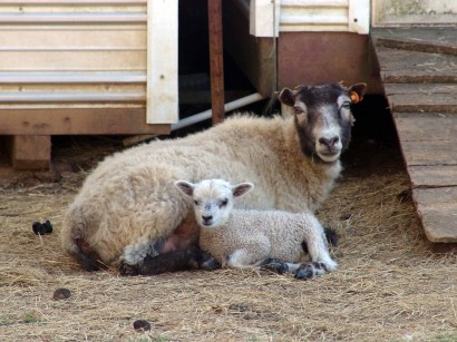 Rowan, Shetland ewe, with white ram lamb.