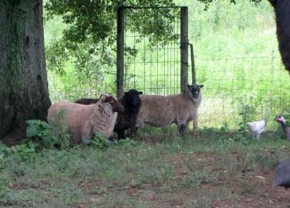 Three Shetland Ewes (RuralRamblings.com)