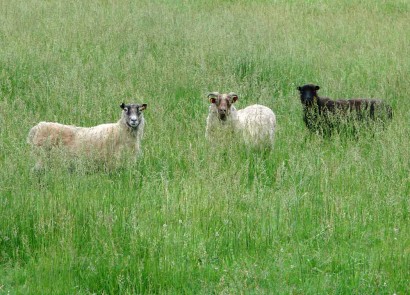 Three newly sheared Shetland ewes.