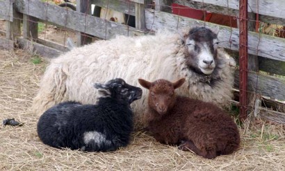 Rowan, Shetland ewe, with twin lambs.