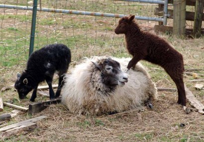 Rowan, Shetland ewe, with twin lambs (RuralRamblings.com)