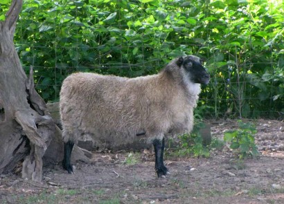 Rowan, Shetland ewe